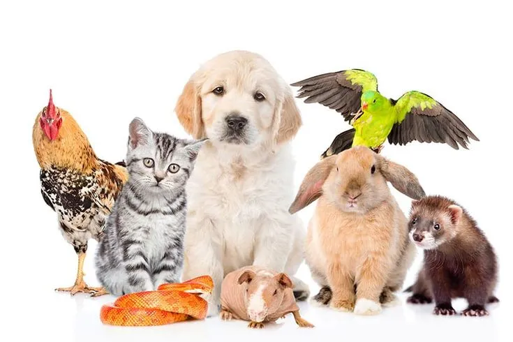 What's my fav animal?