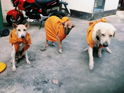 doggies wearing a monk&rsquo;s robe