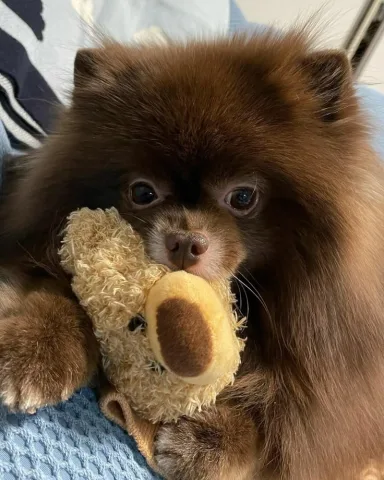 Kuma