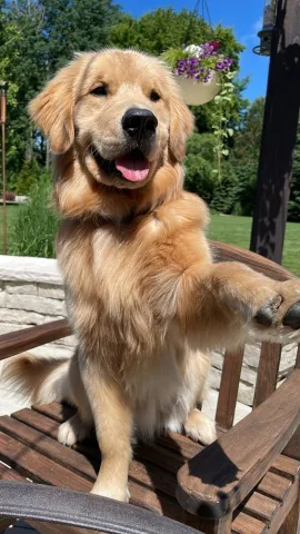 🐶