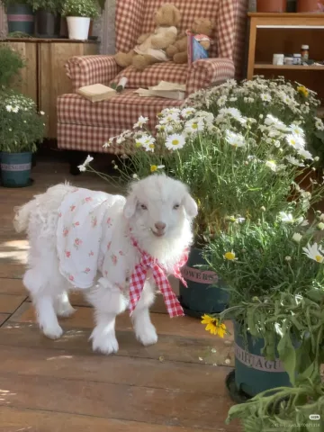 🐑