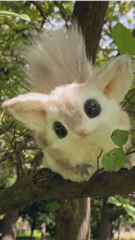 🐿️