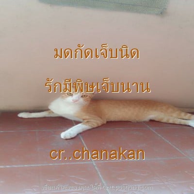 มดกัดเจ็บนิด รักมีพิษเจ็บนาน cr..chanakan