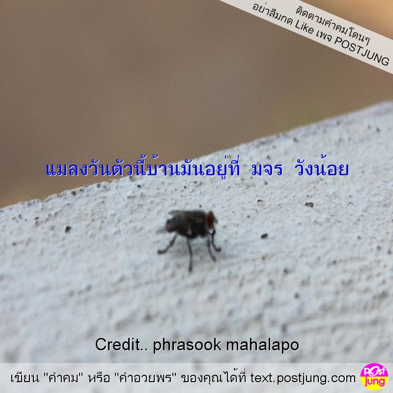 แมลงวันตัวนี้บ้านมันอยู่ที่ มจร วังน้อย
