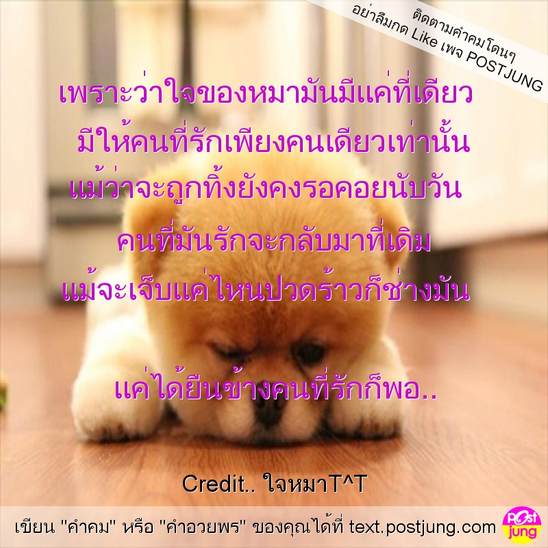 เพราะว่าใจของหมามันมีแค่ที่เดียว มีให้คนที่รักเพียงคนเดียวเท่านั้น แม้ว่าจะถูกทิ้งยังคงรอคอยนับวัน คนที่มันรักจะกลับมาที่เดิม แม้จะเจ็บแค่ไหนปวดร้าวก็ช่างมัน แค่ได้ยืนข้างคนที่รักก็พอ..