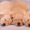 puppies10a