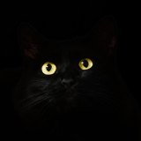 BLACK TO CAT's profile
