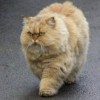fattycat's profile