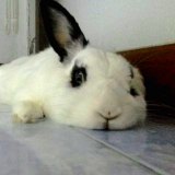 คุณกระต่าย's profile