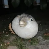 ชอบบอยู่คนเดียว's profile