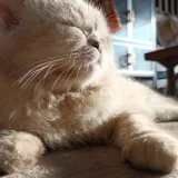 มีแมว's profile