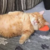 Catchop's profile