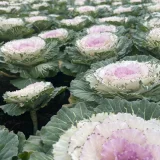 มีแต่ความเหงา's profile