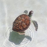 turtlewithgarun