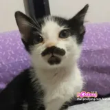 สาวอวบ สี่สิบอัพ's profile