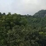 แมวเมี่ยงง's profile