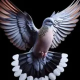 สร้อยนกเขา's profile