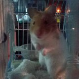 pinanong303's profile