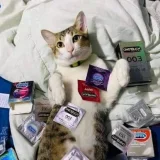 The Painter's profile