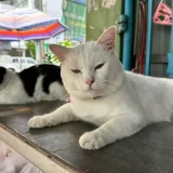 เหงาจังทักมา's profile