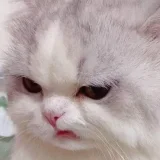 NTO's profile