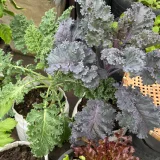 suanpakbanjoy's profile