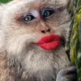 เมย์บีชอบกินกล้วย's profile