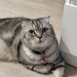 Salmonnoii's profile