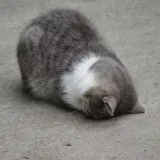 sleepycat's profile