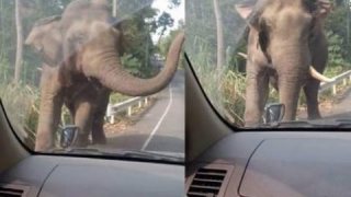 หัวใจหยุดเต้นแปบ!!! คลิประทึก เจอ ช้างป่าเขาใหญ่ โผล่ขวางรถ
