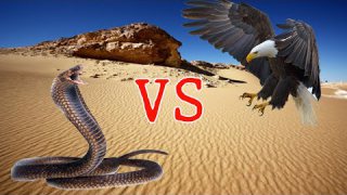การต่อสู้ สัตว์ป่า Eagles VS Snake