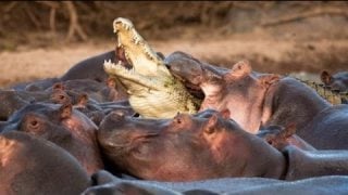 Hippo Vs  Crocodile Real Fight # 1  ฮิปโป โจมตี จระเข้ รวมช็อตที่น่าตื่นเต้นที่สุด # 1