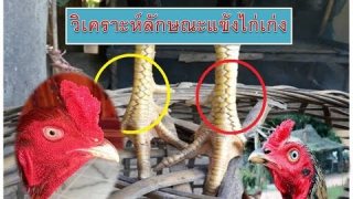 ตำราไก่ชน ทีเด็ดเกล็ด พิฆาต เกล็ดไก่ชน fighting cock thailand ช่องรวมมิตรไก่ชน ปี 2559