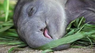 Cute Baby Elephant Videos - ลูกช้างน่ารักสดใส (ດັ່ງນັ້ນງາມ)