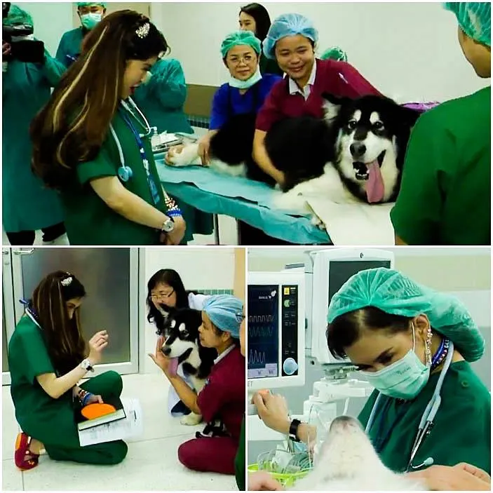 Dogilike.com :: รวมสุนัขทรงเลี้ยงในสมเด็จพระเจ้าลูกเธอ เจ้าฟ้าจุฬาภรณวลัยลักษณ์ อัครราชกุมารี