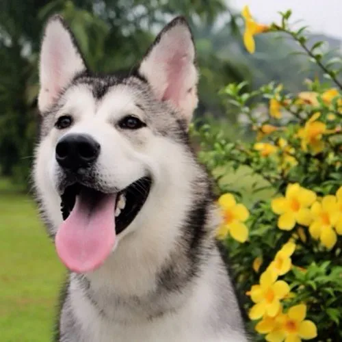 Dogilike.com :: รวมสุนัขทรงเลี้ยงในสมเด็จพระเจ้าลูกเธอ เจ้าฟ้าจุฬาภรณวลัยลักษณ์ อัครราชกุมารี