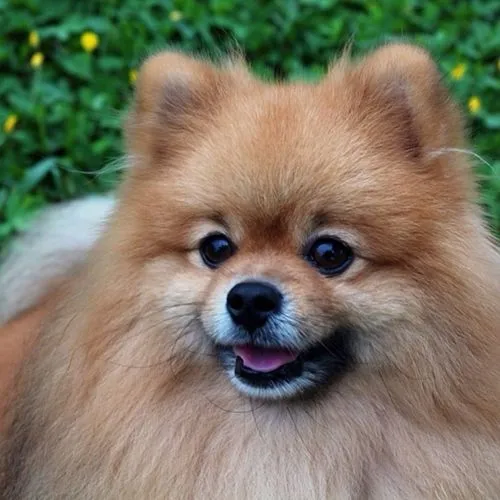 Dogilike.com :: รวมสุนัขทรงเลี้ยงในสมเด็จพระเจ้าลูกเธอ เจ้าฟ้าจุฬาภรณวลัยลักษณ์ อัครราชกุมารี