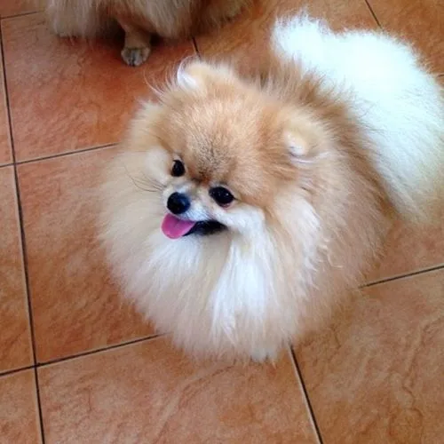 Dogilike.com :: รวมสุนัขทรงเลี้ยงในสมเด็จพระเจ้าลูกเธอ เจ้าฟ้าจุฬาภรณวลัยลักษณ์ อัครราชกุมารี