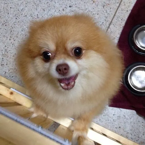 Dogilike.com :: รวมสุนัขทรงเลี้ยงในสมเด็จพระเจ้าลูกเธอ เจ้าฟ้าจุฬาภรณวลัยลักษณ์ อัครราชกุมารี