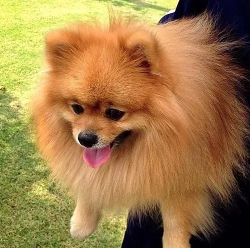 Dogilike.com :: รวมสุนัขทรงเลี้ยงในสมเด็จพระเจ้าลูกเธอ เจ้าฟ้าจุฬาภรณวลัยลักษณ์ อัครราชกุมารี