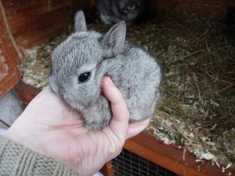 น่ารักง่ะ NETHERLAND DWARF กระต่ายสายพันธุ์ที่เล็กที่สุดในโลก