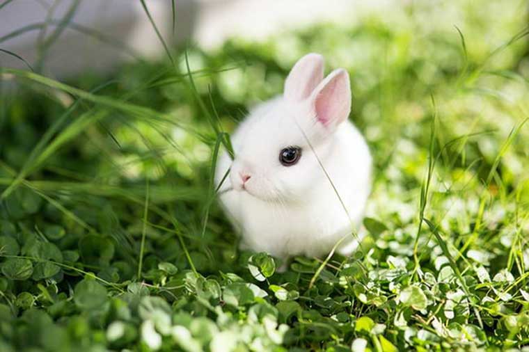 น่ารักง่ะ NETHERLAND DWARF กระต่ายสายพันธุ์ที่เล็กที่สุดในโลก