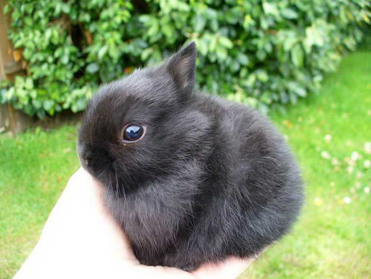 น่ารักง่ะ NETHERLAND DWARF กระต่ายสายพันธุ์ที่เล็กที่สุดในโลก