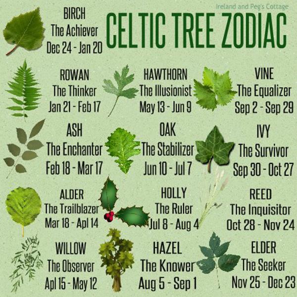 Celtic Tree Calendar ชื่อเดือนทั้ง 13 ในปฏิทินชาวเคลท์