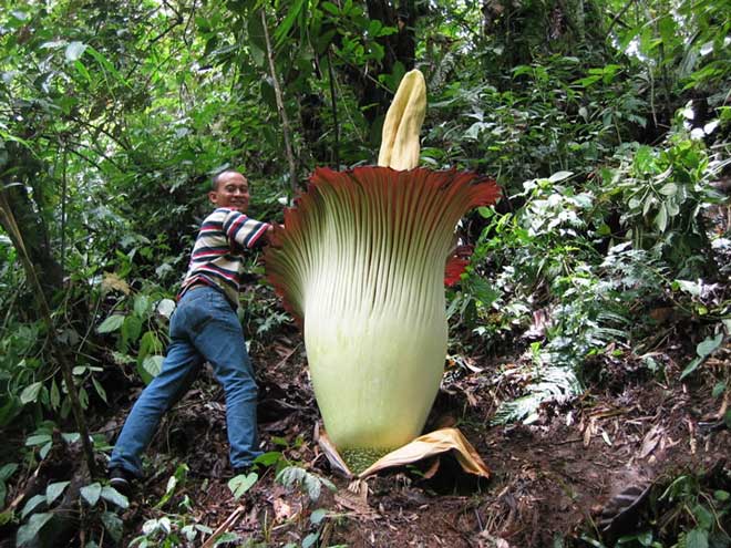 TITAN ARUM ดอกไม้ที่มีขนาดใหญ่ที่สุดในโลก