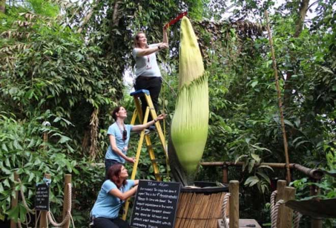 TITAN ARUM ดอกไม้ที่มีขนาดใหญ่ที่สุดในโลก