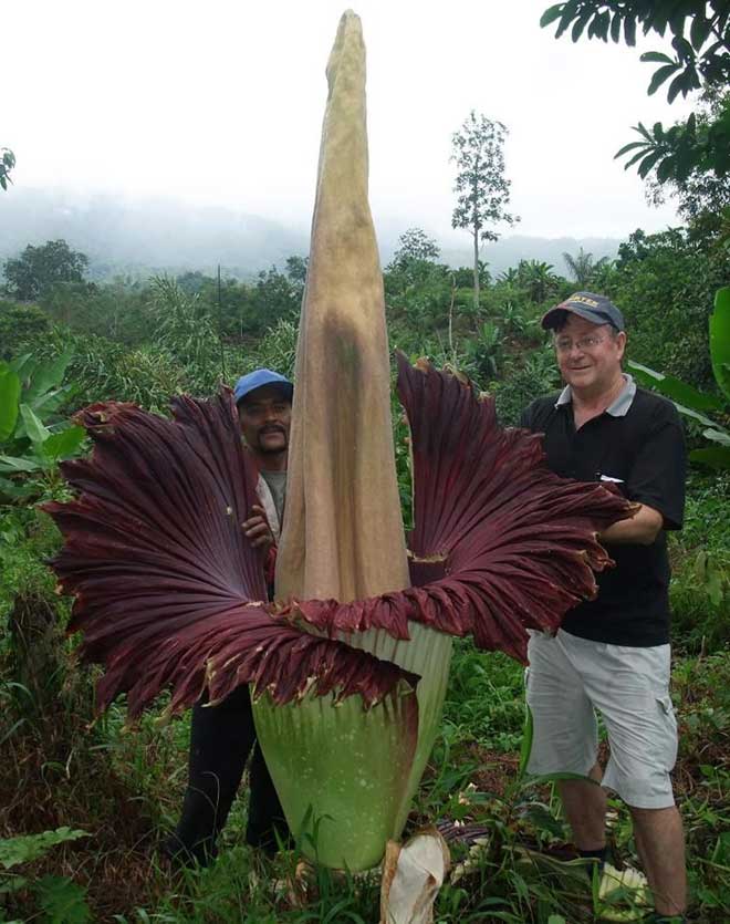 TITAN ARUM ดอกไม้ที่มีขนาดใหญ่ที่สุดในโลก