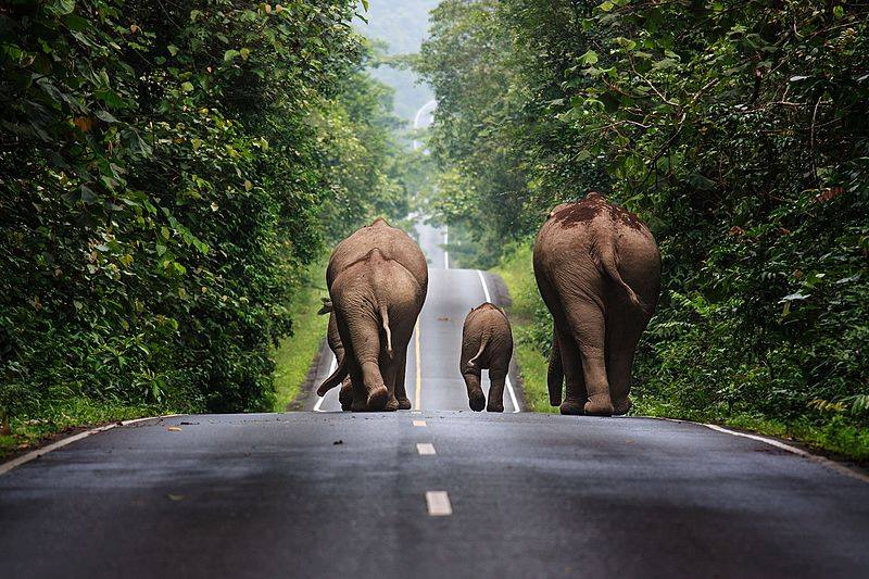 ช้างป่าเดินบนถนนในบริเวณอุทยานแห่งชาติเขาใหญ่