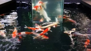 เก๋เก๋ทันสมัย &ldquo;งานอาร์ท ออฟ อควาไลฟ์&rdquo; นิทรรศการปลาสวยงามในรูปแบบอาร์ตอินสตอลเลชั่นผสานแสงสีต้อนรับซัมเมอร์