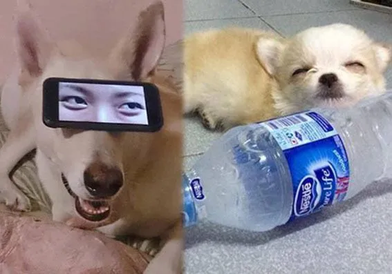 รวมมิตรความฮา ตามประสาสัตว์โลกน่ารัก ที่เหล่าคนรักสัตว์ต้องยิ้มตาม